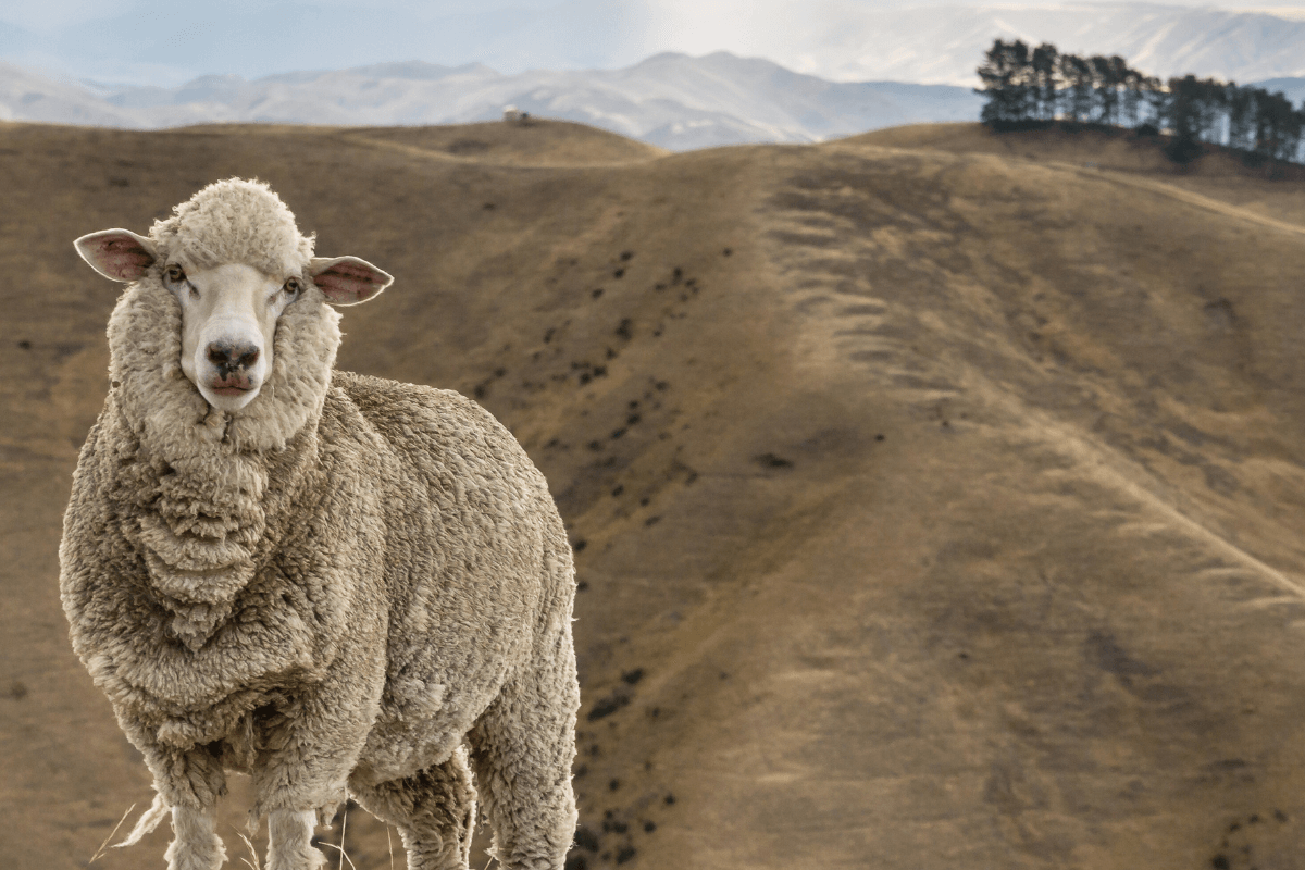 merino sheep on hillside merino wool nz