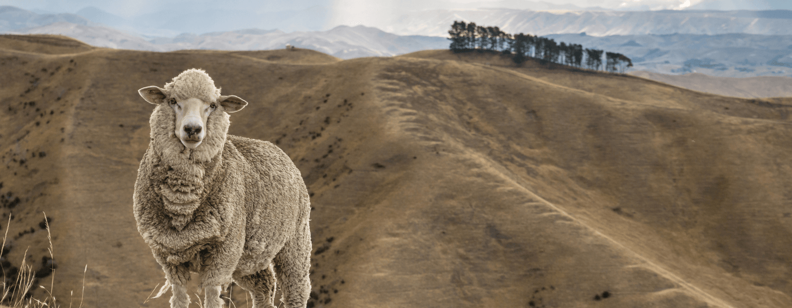 merino sheep on hillside merino wool nz